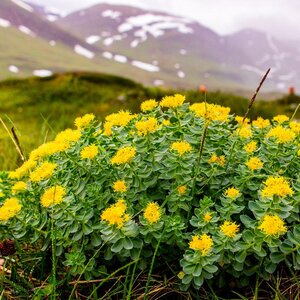 Золотой корень на Алтае: что это, легенды, польза и где попробовать — фото 1
